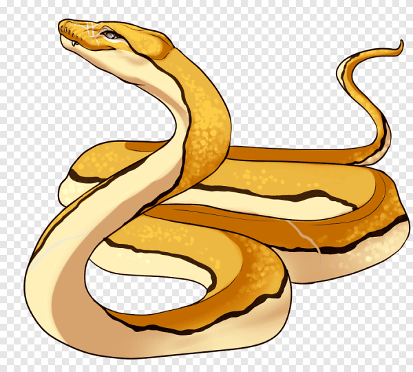 Рисунок змеи карандашом для срисовки