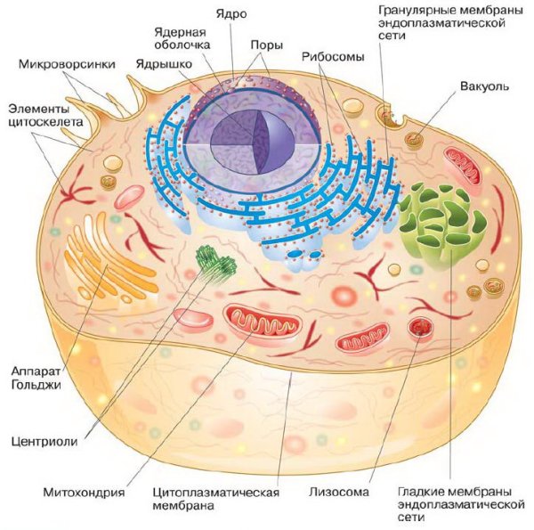 Строение клетки эукариот