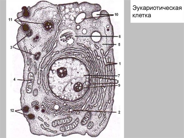Строение эукариотической клетки без подписей