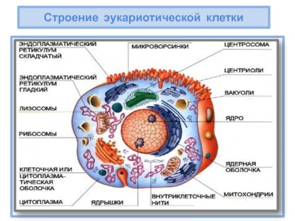 Схема строения прокариотической клетки и эукариотической клетки