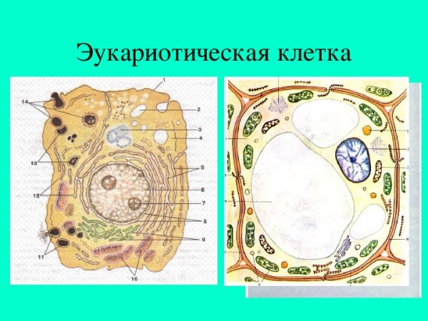Строение клетки эукариот схема