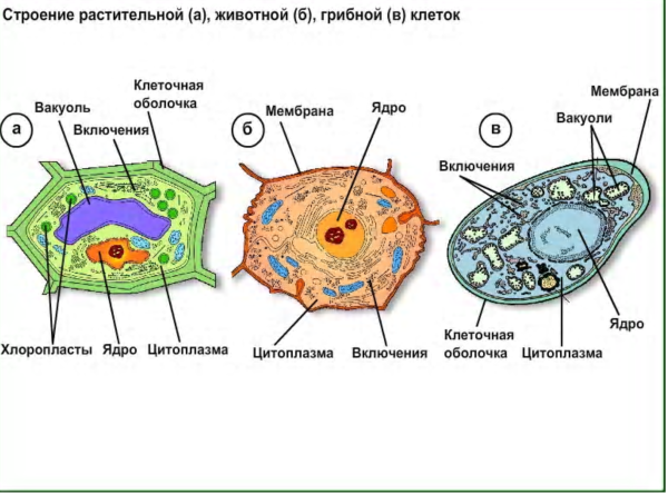 Строение лизосомы эукариотической клетки