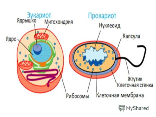 Строение прокариотической и эукариотической клеток