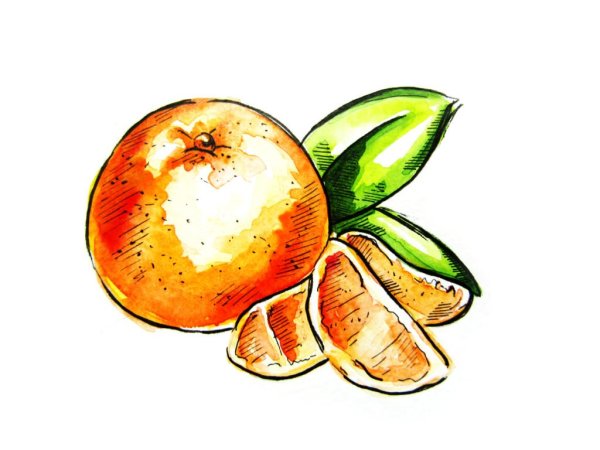 Мандарин рисунок карандашом