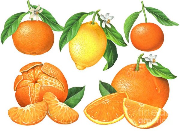 Мандарин иллюстрация