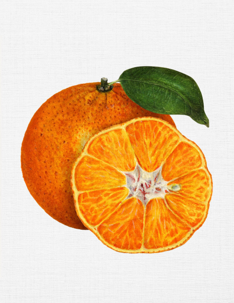 Долька мандарина