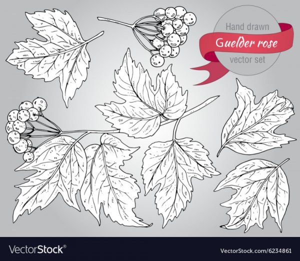 Лист калины вектор