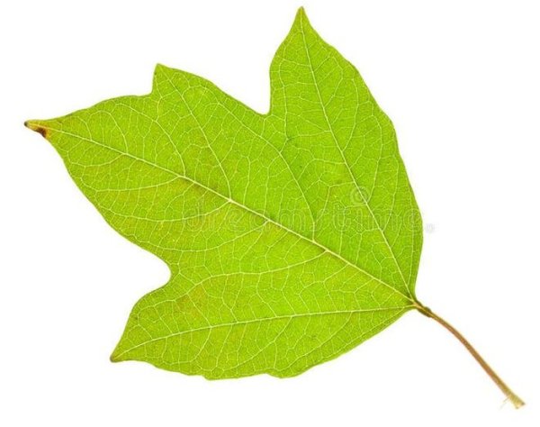 Лист калины