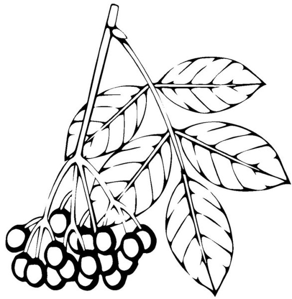 Веточка рябины раскраска для детей