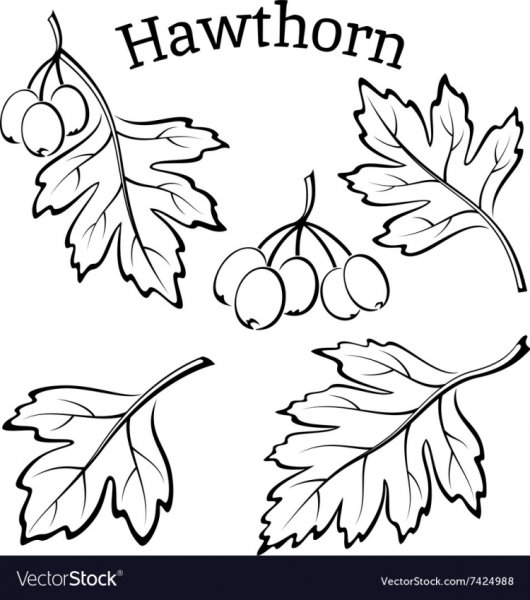 Рябина раскраска