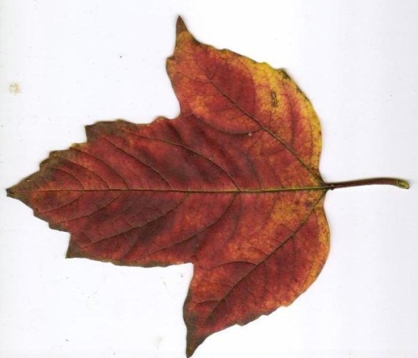 Калина раскраска