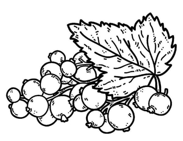 Калина обыкновенная Фармакогнозия