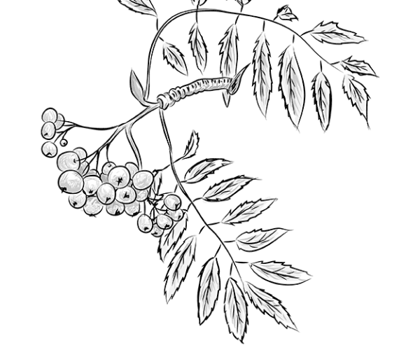 Ветка рябины рисунок