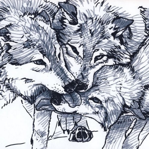 Волк с волчатами эскиз