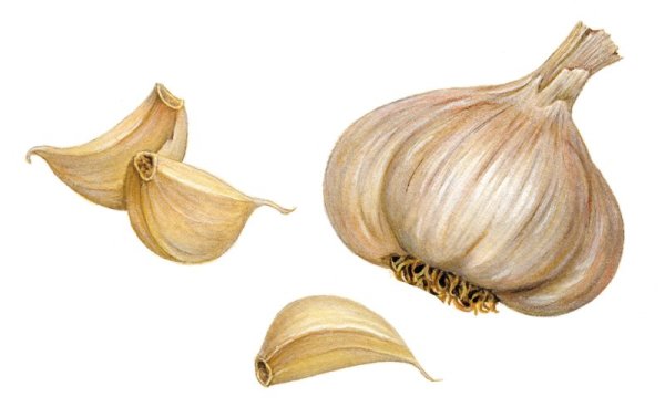 Нарисовать чеснок