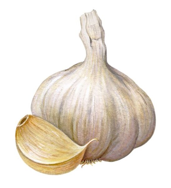 Чеснок клипарт на прозрачном фоне