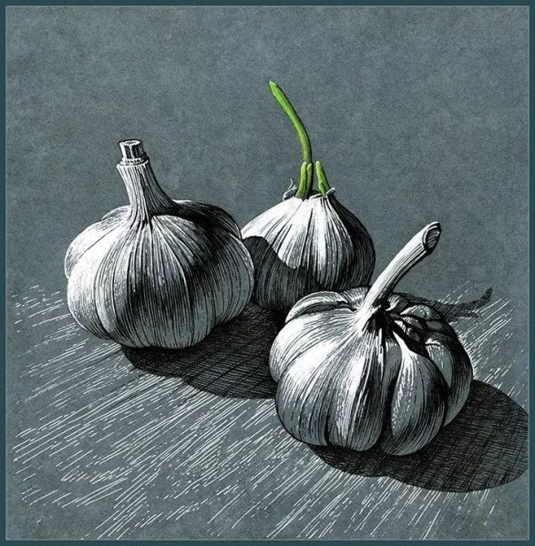 Чеснок без фона