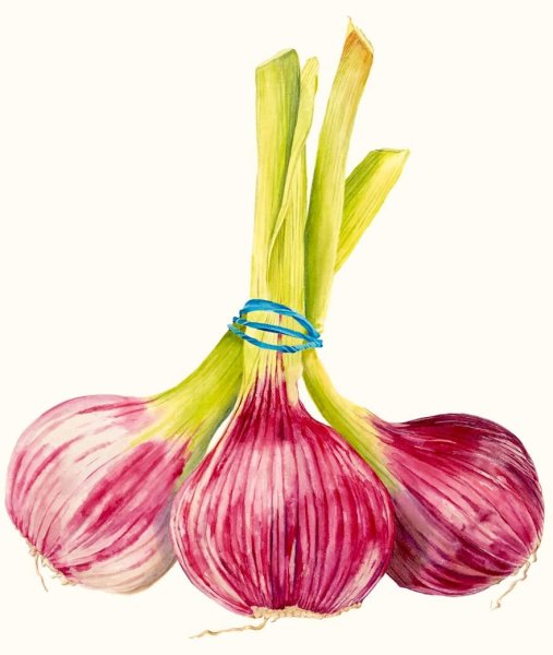 Чеснок стилизация