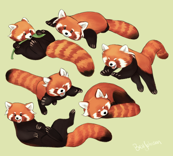 Панда референс