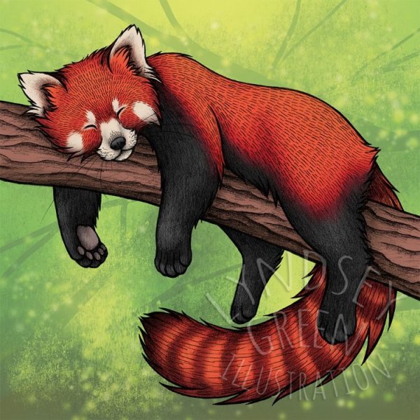Красная Панда арт