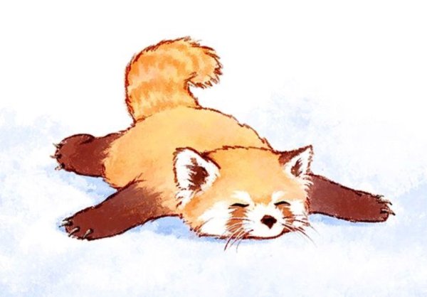 Рисунок малой панды