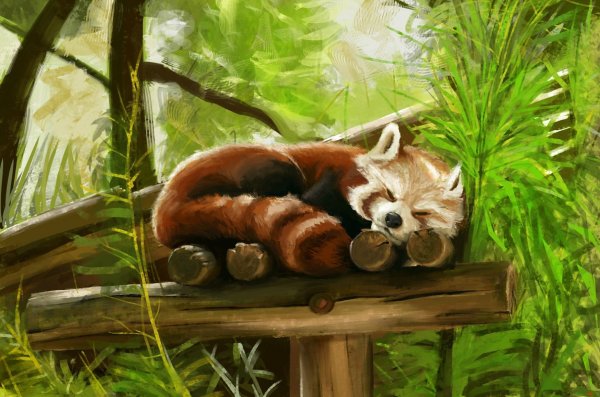 Красная Панда арт