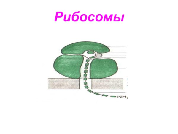 Рибосомы строение рисунок схематично