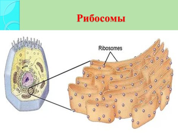 Строение рибосомы растительной клетки