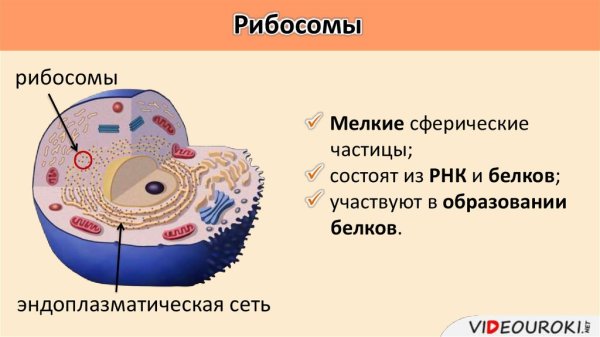 Строение рибосомы растительной клетки