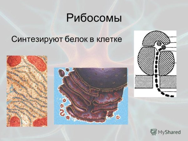 Рибосомы фото