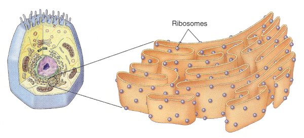 Рибосомы в клетке животных