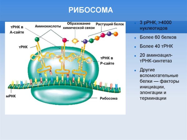 Рибосомы 5 класс биология