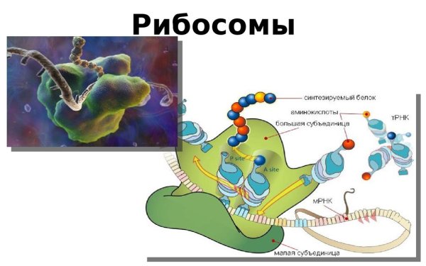 Топография рибосом
