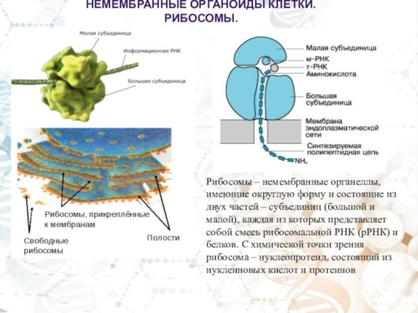 Рибосомы строение и функции эукариотической клетки
