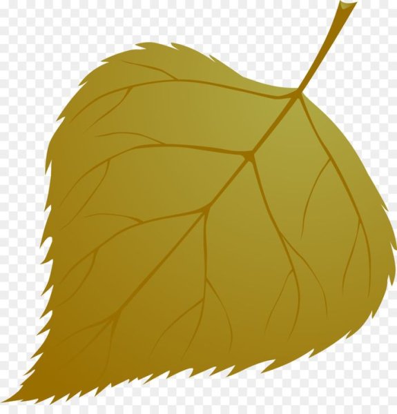 Береза повислая лист рисунок