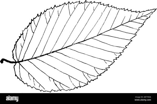 Березовый лист вектор