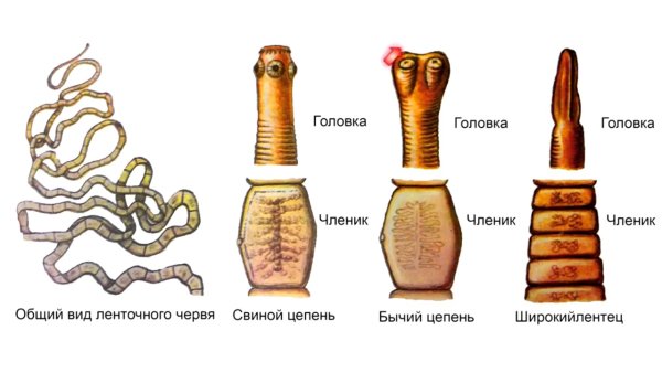 Строение членика широкого лентеца