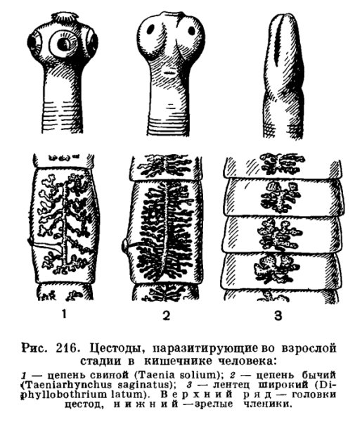 Сколексы ленточных червей и цестод
