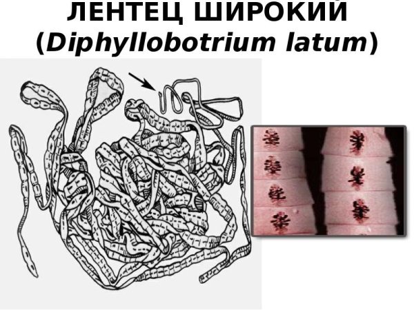 Широкий лентец место паразитирования
