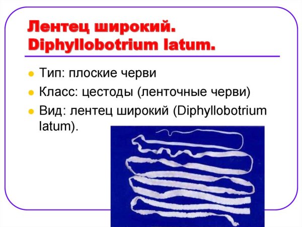 Ленточный червь лентец