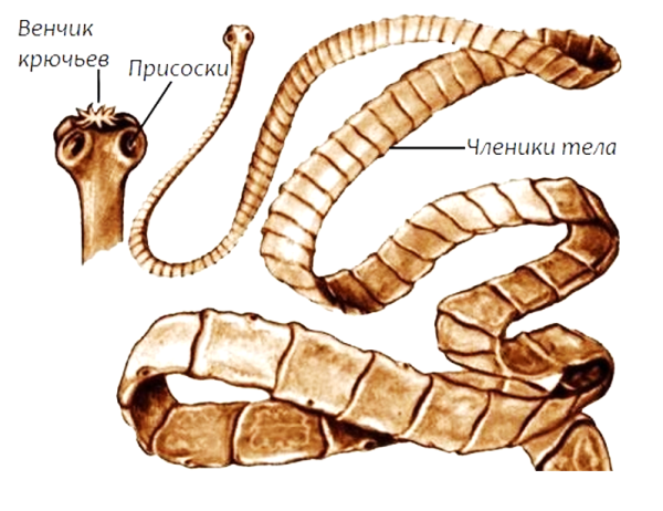 Широкий лентец цикл развития
