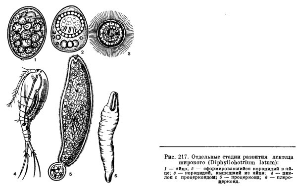Широкий лентец строение