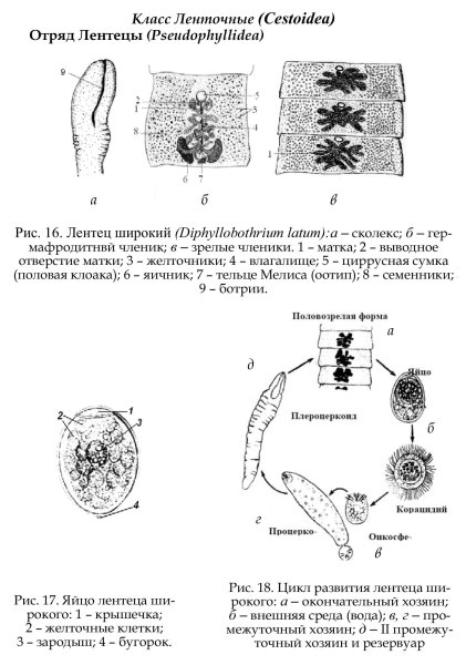 Класс ленточные черви бычий цепень