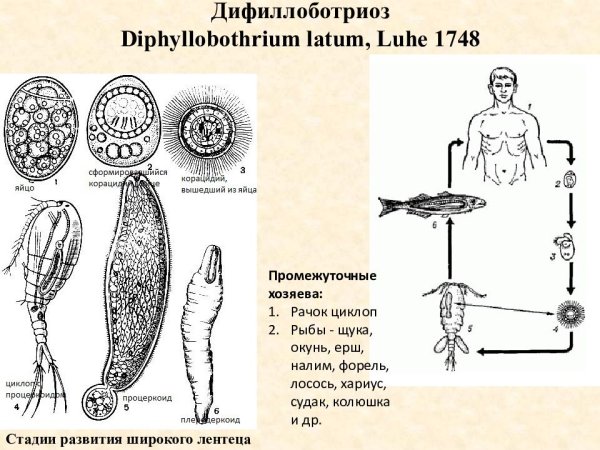Сколесты цистод строеение