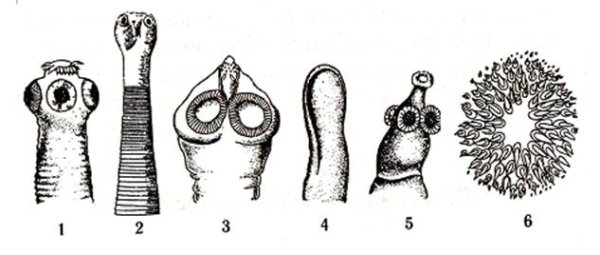 Широкий лентец жизненный цикл