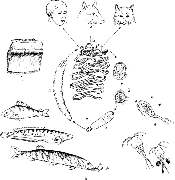 Гермафродитный членик широкого лентеца