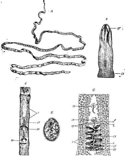 Широкий лентец членик