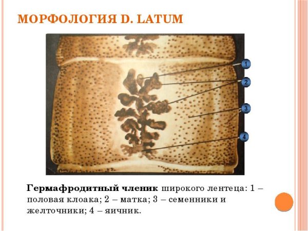 Широкий лентец гермафродитный членик