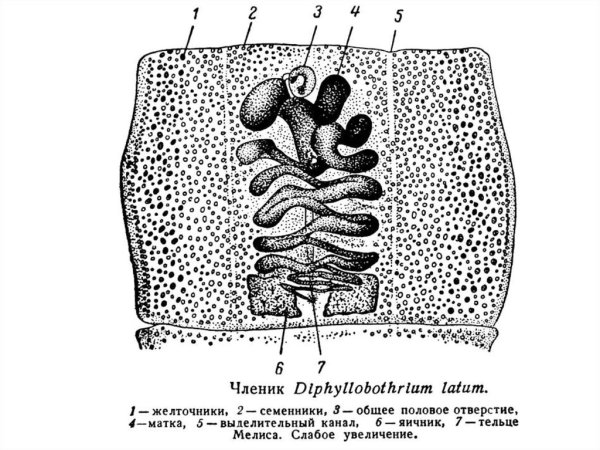 Членик широкого лентеца