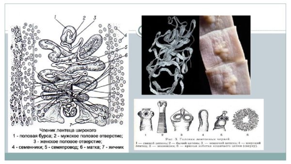 Цикл червя широкий лентец